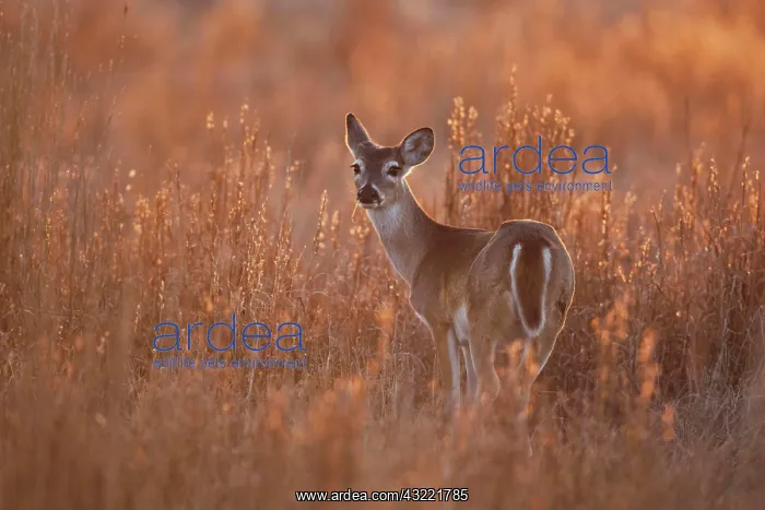 : White-tailed Deer (Odocoileus virginianus), doe : White-tailed Deer (Odocoileus virginianus), doe