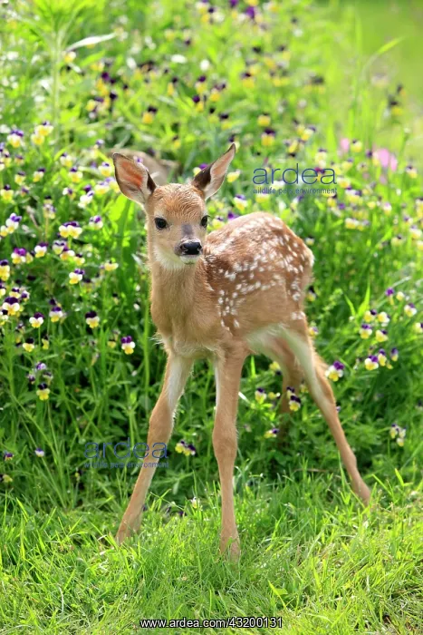 : White-tailed Deer (Odocoileus virginianus), fawn : White-tailed Deer (Odocoileus virginianus), fawn