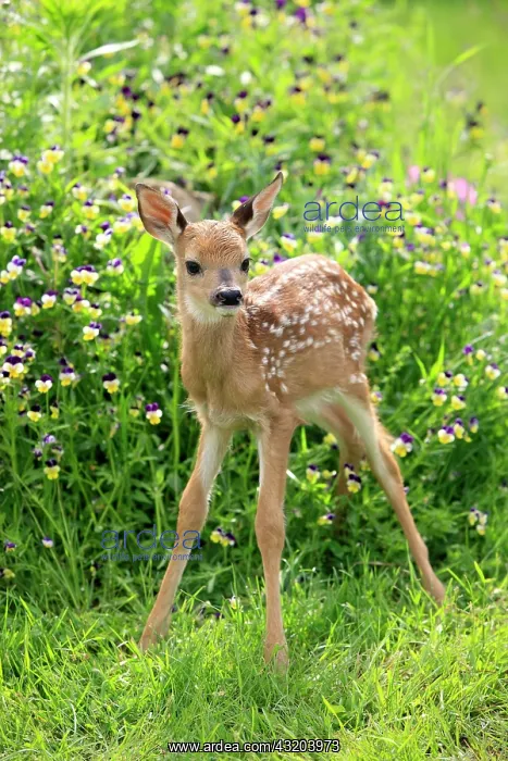: White-tailed Deer (Odocoileus virginianus), fawn : White-tailed Deer (Odocoileus virginianus), fawn