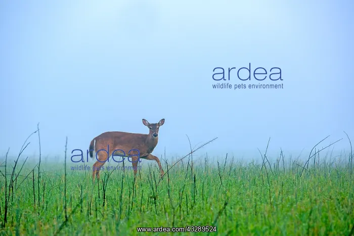 : A White-Tailed Deer (Odocoileus virginianus) mo : A White-Tailed Deer (Odocoileus virginianus) mo