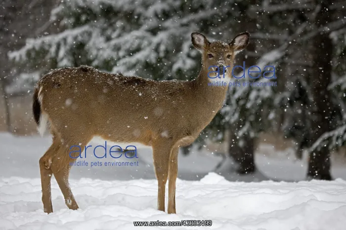 : White-tailed Deer (Odocoileus virginianus) - New : White-tailed Deer (Odocoileus virginianus) - New