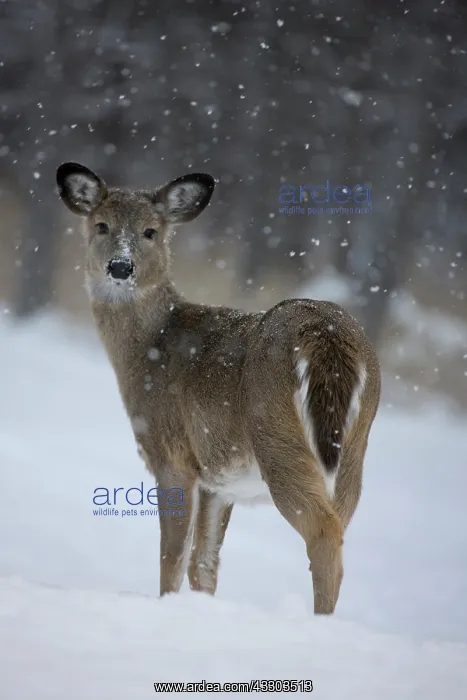 : White-tailed Deer (Odocoileus virginianus) - New : White-tailed Deer (Odocoileus virginianus) - New
