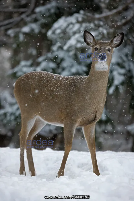 : White-tailed Deer (Odocoileus virginianus) - New : White-tailed Deer (Odocoileus virginianus) - New