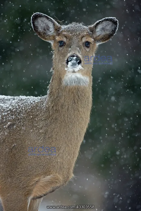 : White-tailed Deer (Odocoileus virginianus) in snow : White-tailed Deer (Odocoileus virginianus) in snow