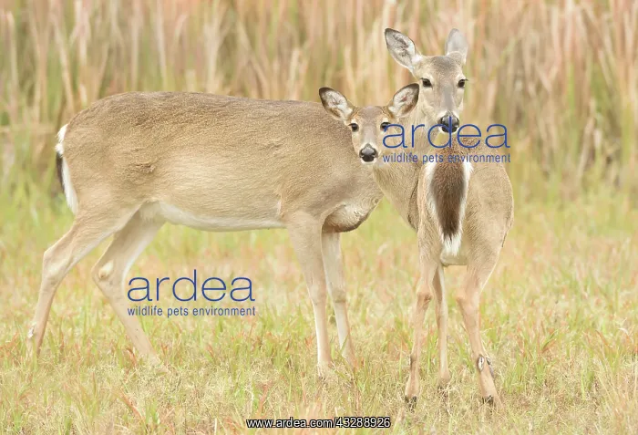 : White-tailed Deer (Odocoileus virginianus) stan : White-tailed Deer (Odocoileus virginianus) stan