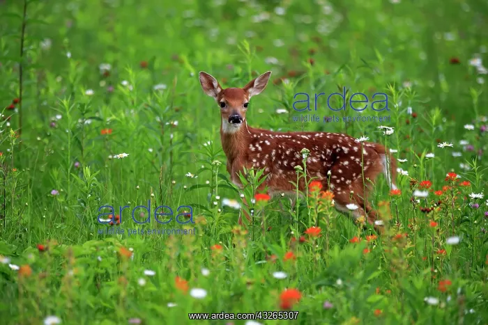 : White-tailed deer (Odocoileus virginianus), young : White-tailed deer (Odocoileus virginianus), young