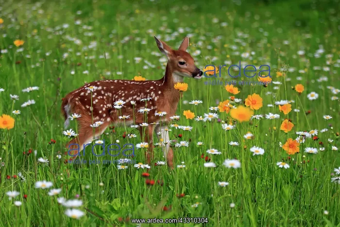 : White-tailed deer (Odocoileus virginianus), young : White-tailed deer (Odocoileus virginianus), young