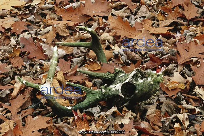 : White-tailed Deer skull : White-tailed Deer skull