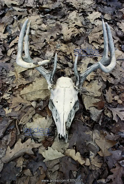 : White-tailed Deer skull : White-tailed Deer skull