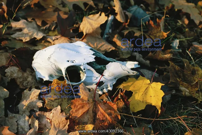 : White-tailed Deer skull : White-tailed Deer skull