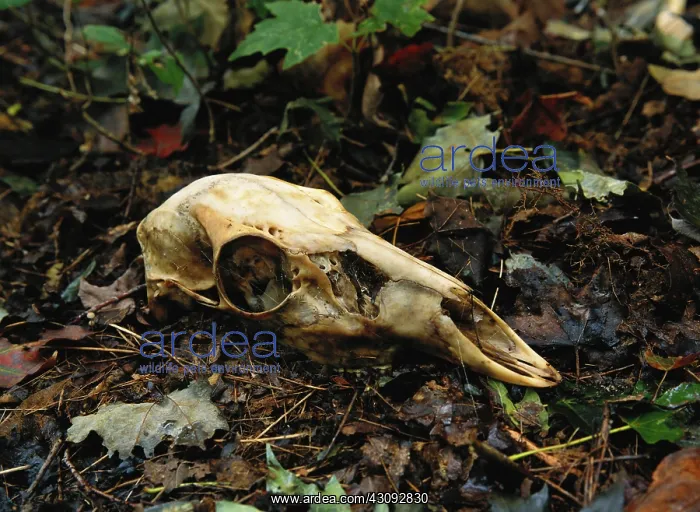 : White-tailed Deer skull : White-tailed Deer skull