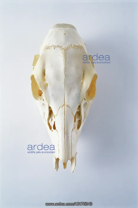 : White-tailed Deer skull : White-tailed Deer skull