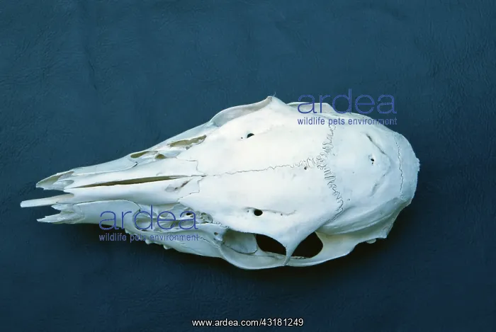 : White-tailed Deer skull : White-tailed Deer skull