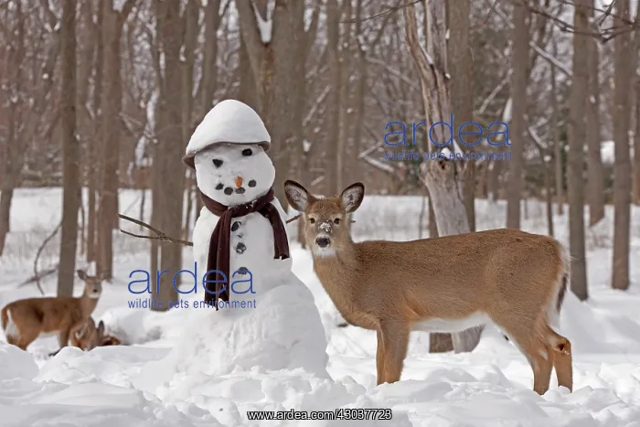  : White-tailed Deer with snowman