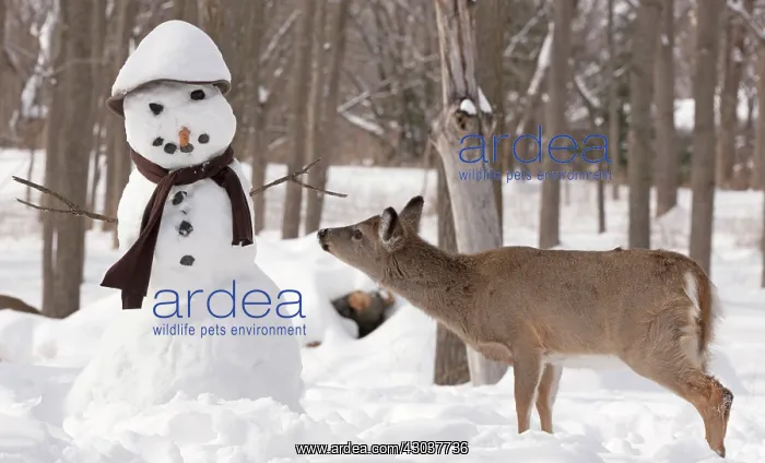 : White-tailed Deer with snowman : White-tailed Deer with snowman