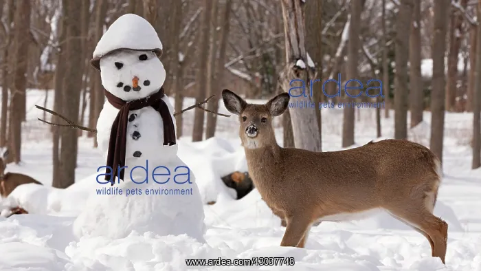  : White-tailed Deer with snowman