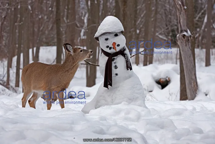 : White-tailed Deer with snowman : White-tailed Deer with snowman
