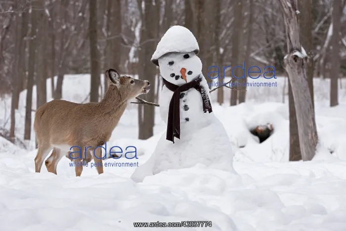 : White-tailed Deer with snowman : White-tailed Deer with snowman