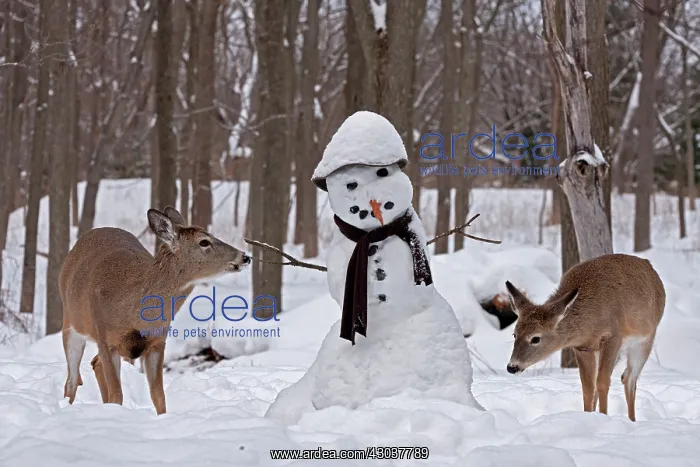 : White-tailed Deer with snowman : White-tailed Deer with snowman
