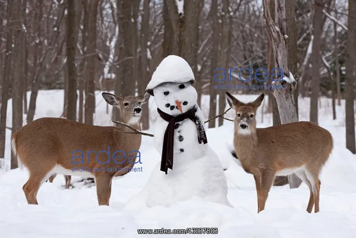 : White-tailed Deer with snowman : White-tailed Deer with snowman