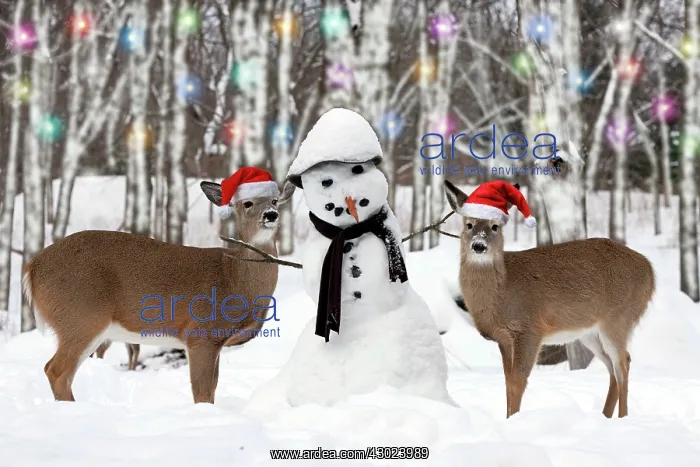 : White-tailed Deer with snowman New York, USA Digital Man : White-tailed Deer with snowman New York, USA Digital Man