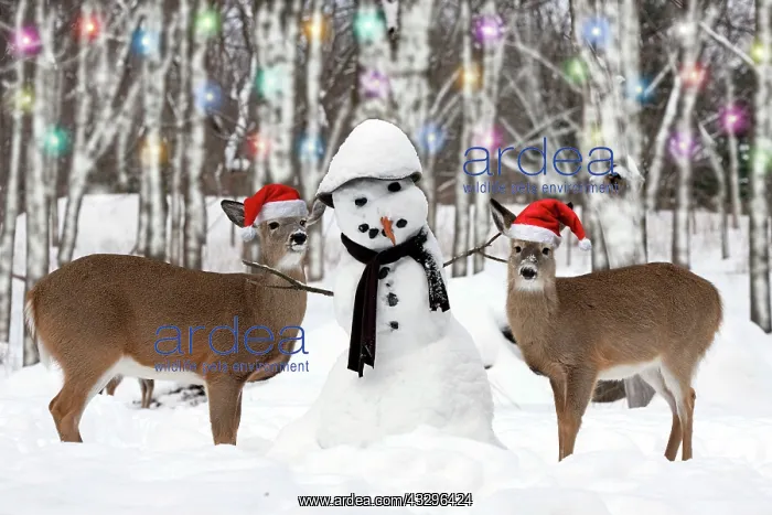 : White-tailed Deer with snowman New York, USA Digital : White-tailed Deer with snowman New York, USA Digital