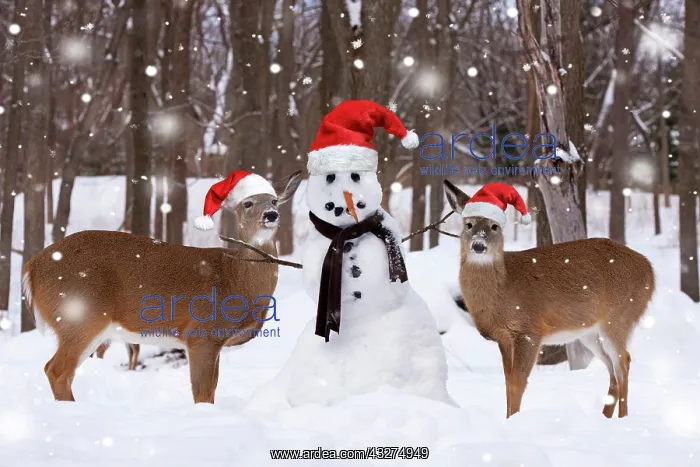 : Two White-tailed Deer - with snowman wearing red santa hats : Two White-tailed Deer - with snowman wearing red santa hats