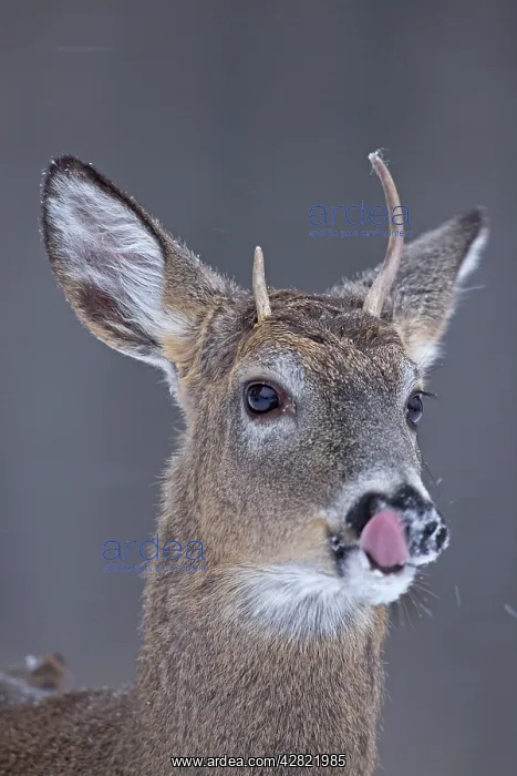  : White-tailed Deer - spike buck in winter snow