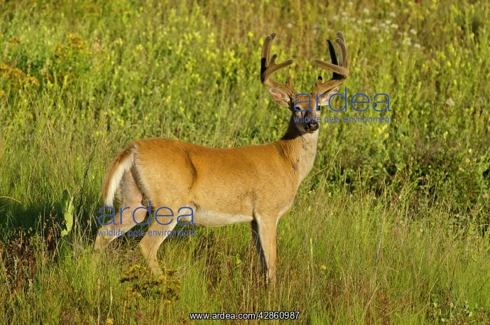 : White-tailed Deer - in velvet - Summer : White-tailed Deer - in velvet - Summer