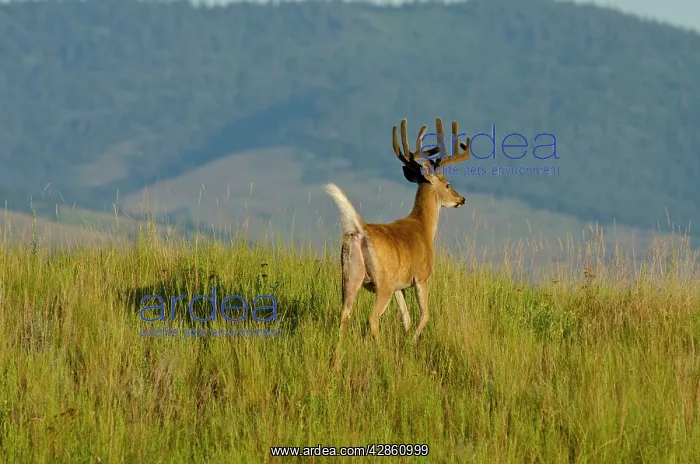 : White-tailed Deer - in velvet - Summer : White-tailed Deer - in velvet - Summer