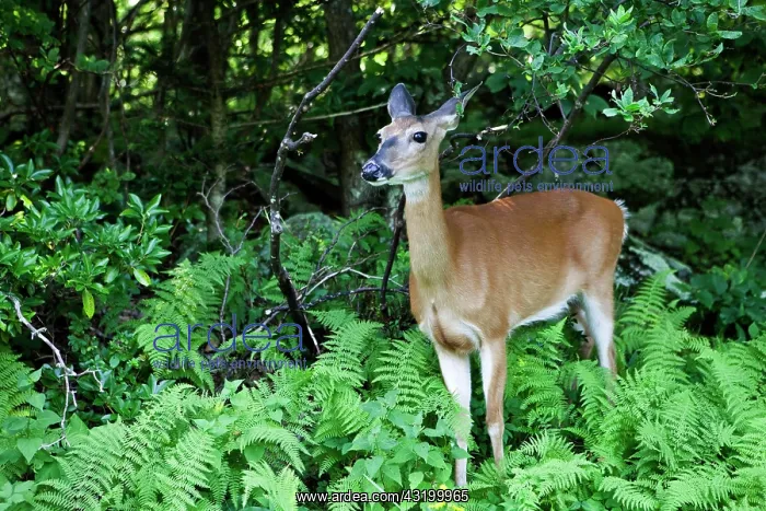 : White-tailed Deer or Virginia Deer (Odocoileus virginianus) : White-tailed Deer or Virginia Deer (Odocoileus virginianus)