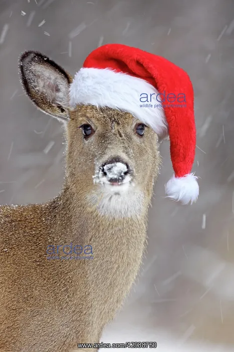 : White-tailed Deer wearing Christmas hat in winter : White-tailed Deer wearing Christmas hat in winter