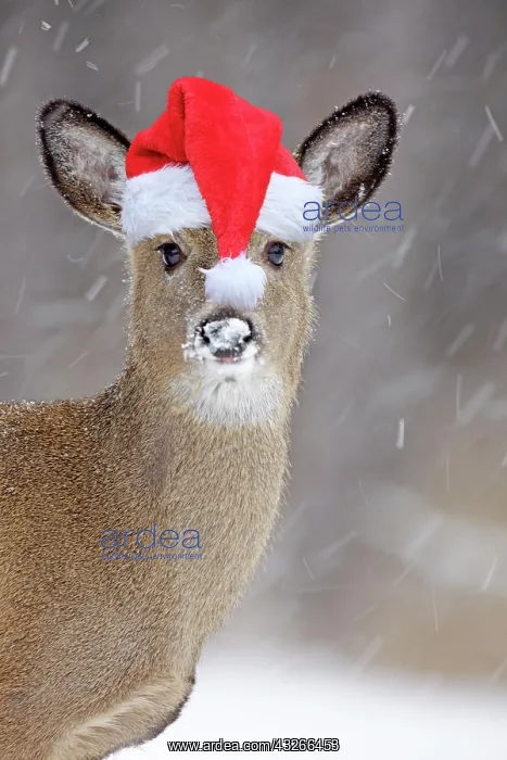 : White-tailed Deer wearing Christmas hat in winter : White-tailed Deer wearing Christmas hat in winter