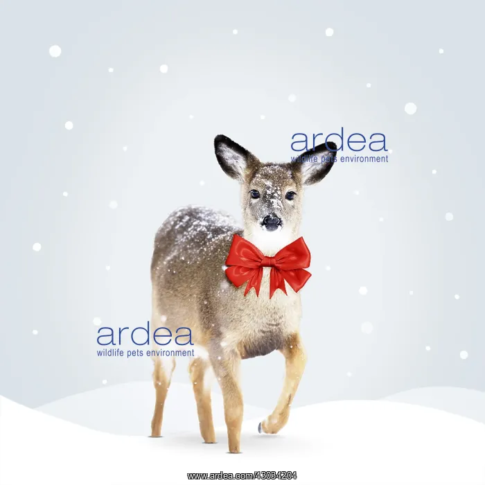  : White-tailed Deer, wearing red Christmas bow