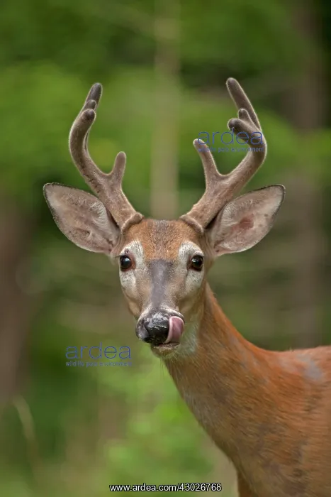 : White-tailed Deer / Whitetail eating apple New York, USA : White-tailed Deer / Whitetail eating apple New York, USA