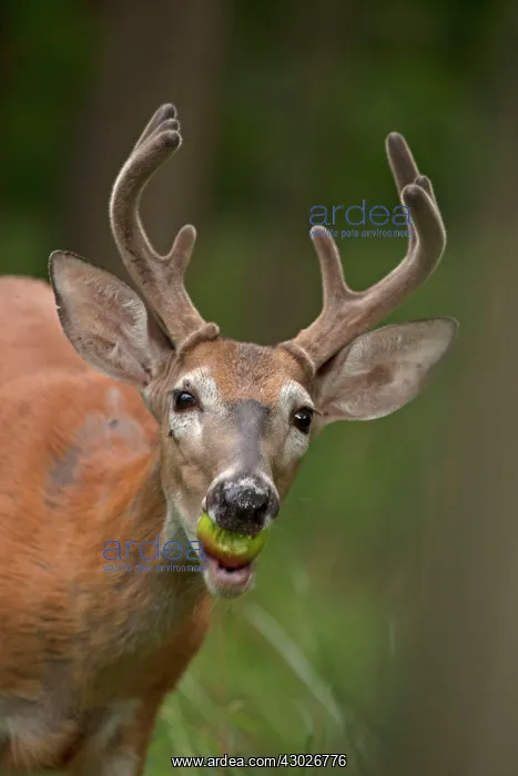 : White-tailed Deer / Whitetail eating apple New York, USA : White-tailed Deer / Whitetail eating apple New York, USA