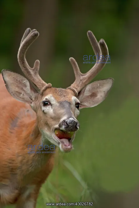 : White-tailed Deer / Whitetail eating apple New York, USA : White-tailed Deer / Whitetail eating apple New York, USA