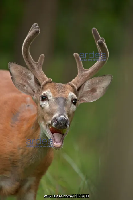 : White-tailed Deer / Whitetail eating apple New York, USA : White-tailed Deer / Whitetail eating apple New York, USA