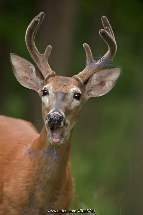 : White-tailed Deer / Whitetail eating apple New York, USA : White-tailed Deer / Whitetail eating apple New York, USA