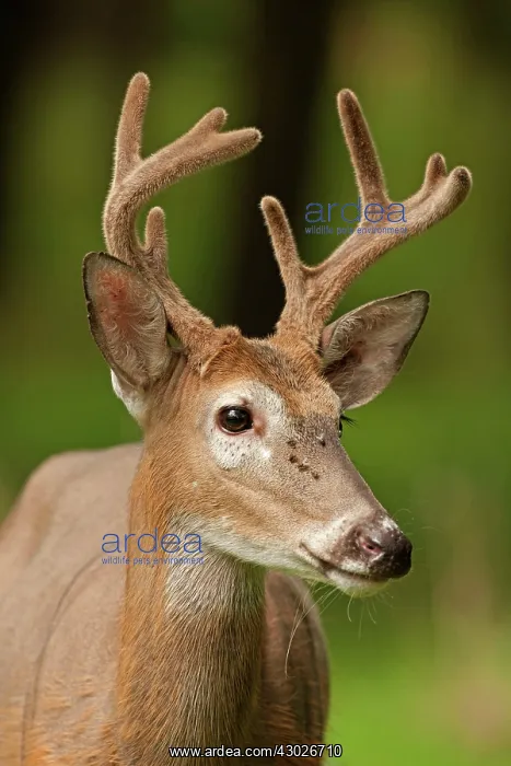: White-tailed Deer / Whitetail New York, USA : White-tailed Deer / Whitetail New York, USA