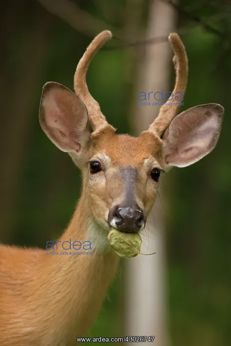  : White-tailed Deer  /  Whitetail New York, USA