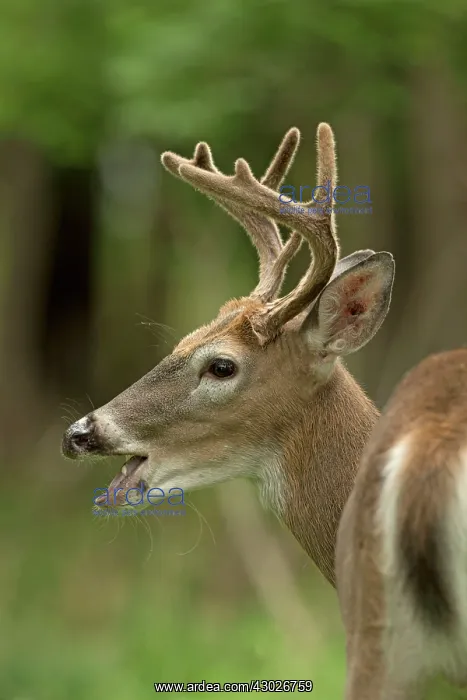 : White-tailed Deer / Whitetail New York, USA : White-tailed Deer / Whitetail New York, USA