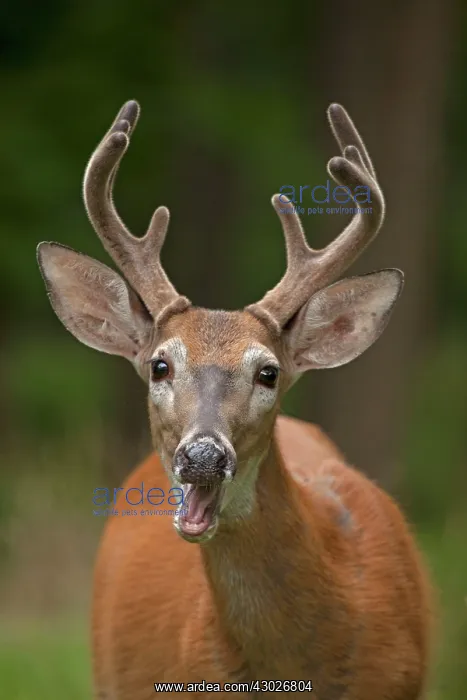 : White-tailed Deer / Whitetail New York, USA : White-tailed Deer / Whitetail New York, USA