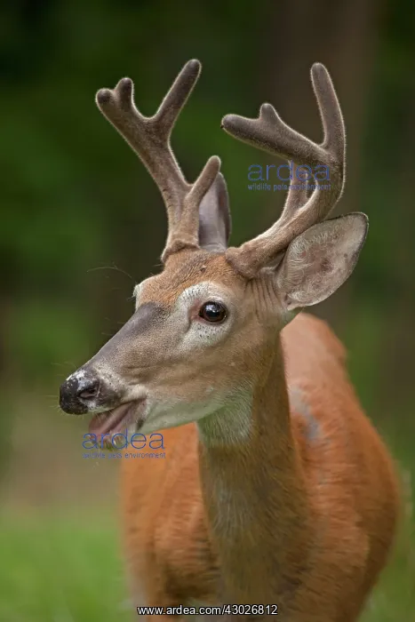  : White-tailed Deer  /  Whitetail New York, USA