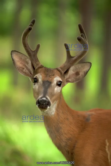  : White-tailed Deer  /  Whitetail New York, USA