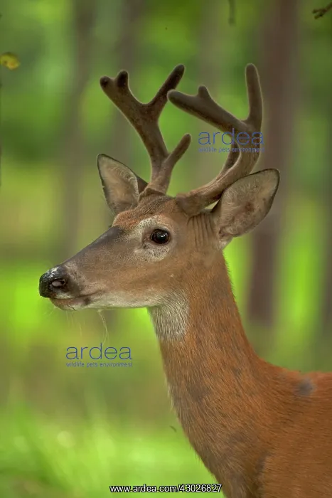  : White-tailed Deer  /  Whitetail New York, USA