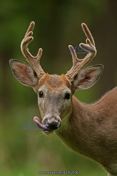  : White-tailed Deer  /  Whitetail New York, USA