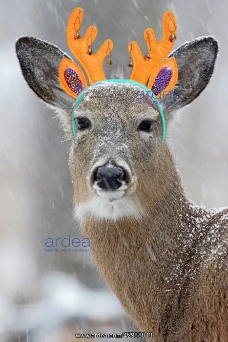 : White-tailed Deer / Whitetail, wearing antler headband : White-tailed Deer / Whitetail, wearing antler headband