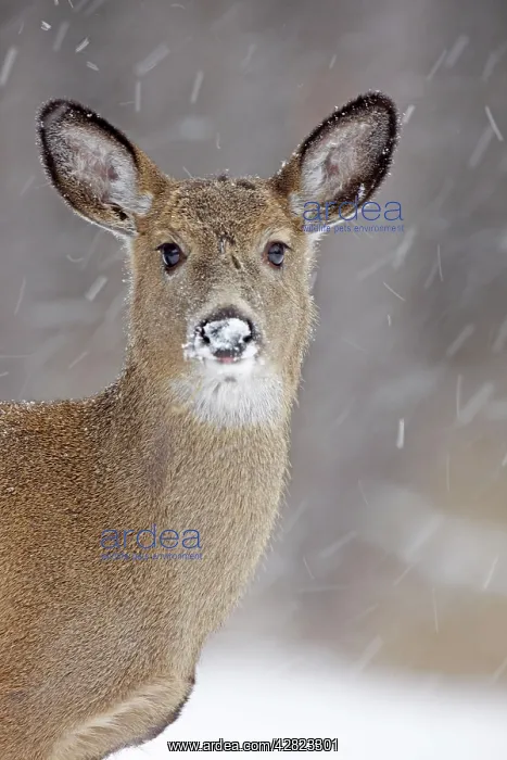 : White-tailed Deer - in winter snow : White-tailed Deer - in winter snow