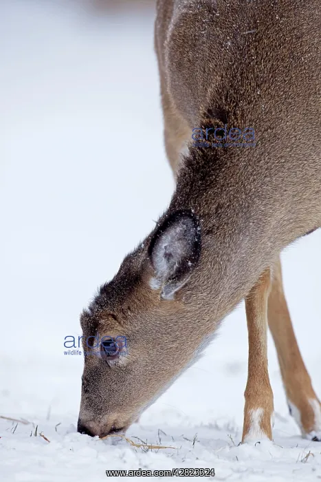 : White-tailed Deer - in winter snow : White-tailed Deer - in winter snow